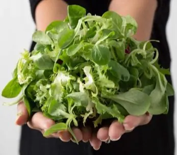 Mãos segurando folhas frescas de salada